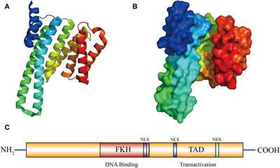 Role and regulation of FOXO3a: new insights into breast cancer therapy